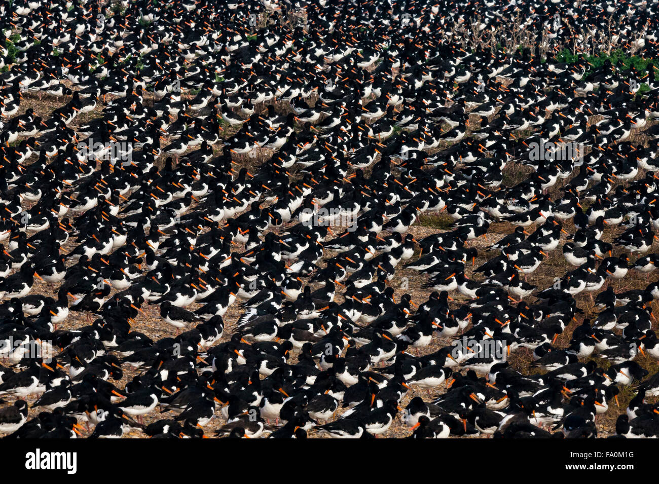 Oystercatchers (Haematopus ostralegus) roost together in a huge flock; Norfolk, England, UK Stock Photo