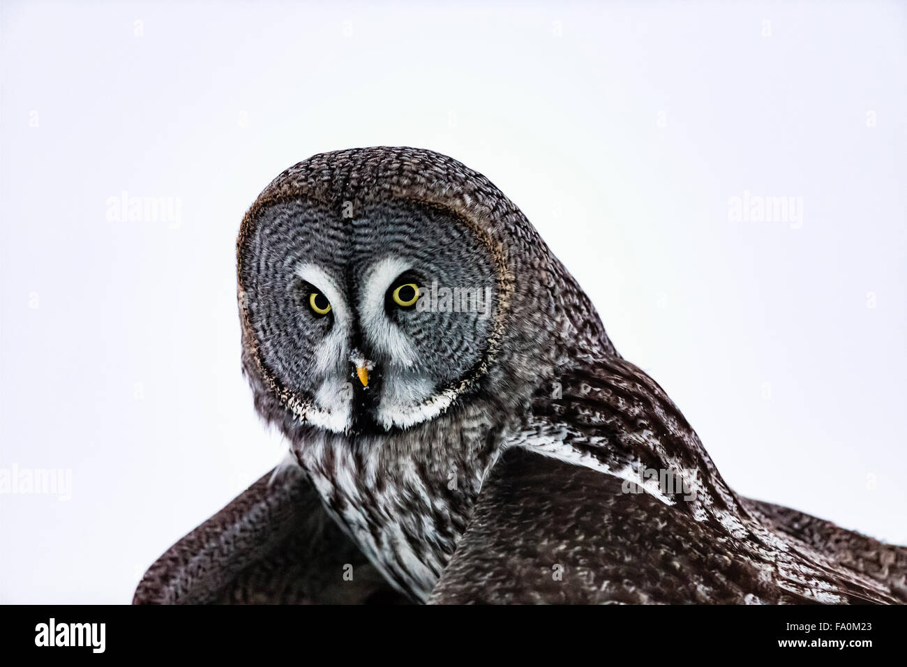 Great grey owl (Strix nebulosa) portrait; kuusamo Finland Stock Photo