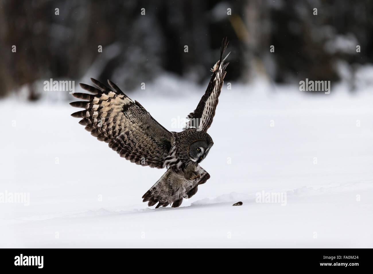 Great grey owl (Strix nebulosa) in flight approaching prey; kuusamo Finland Stock Photo