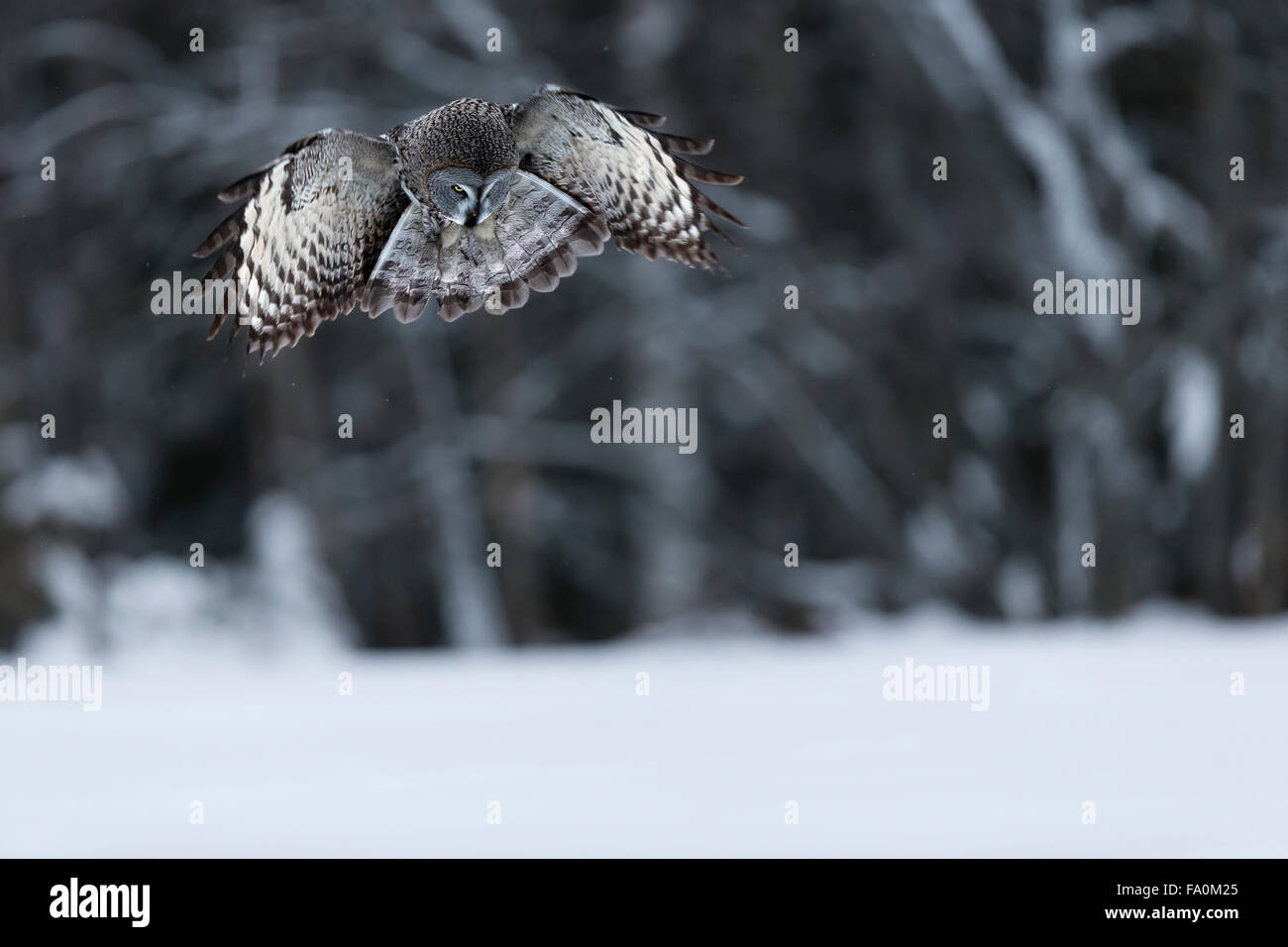 Great grey owl (Strix nebulosa) hovering over a snowy landscape; kuusamo Finland Stock Photo