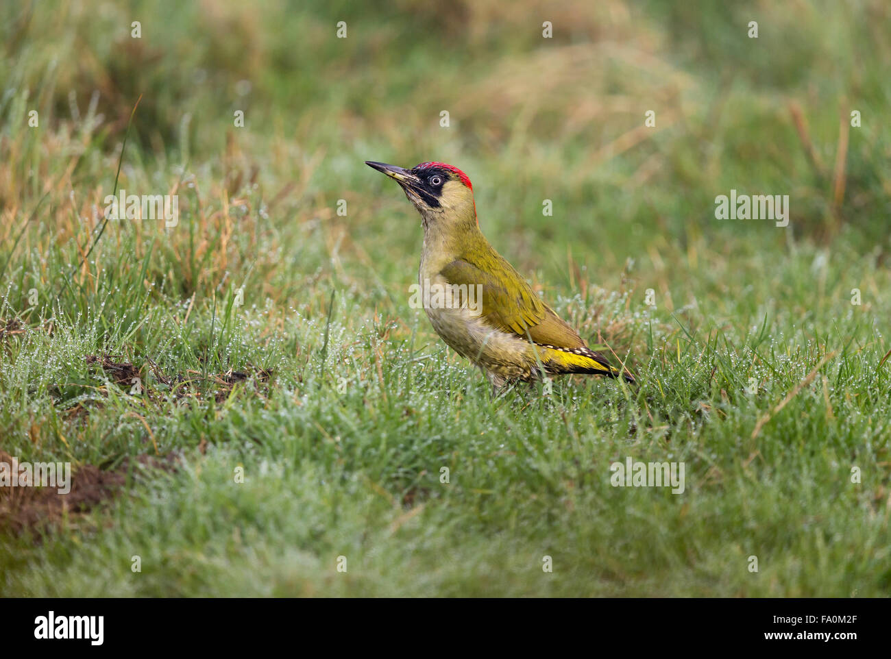 A green woodpecker (Picus viridis) in long grass; Norfolk England UK Stock Photo