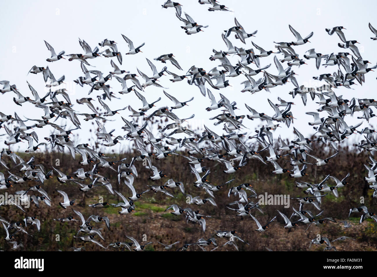 Oystercatchers (Haematopus ostralegus) in flight; Norfolk, England, UK Stock Photo