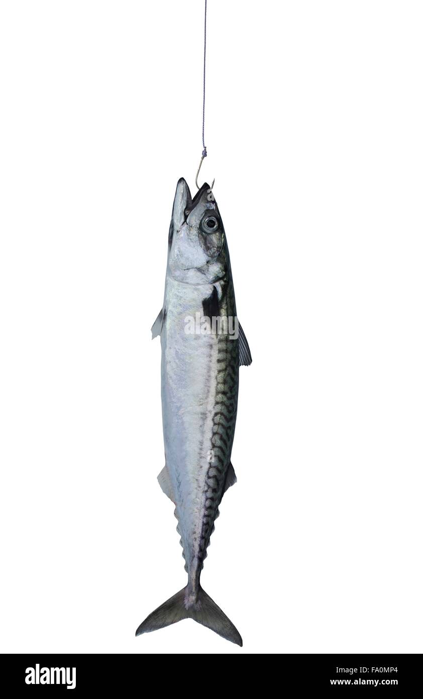 Mackerel bait hi-res stock photography and images - Alamy