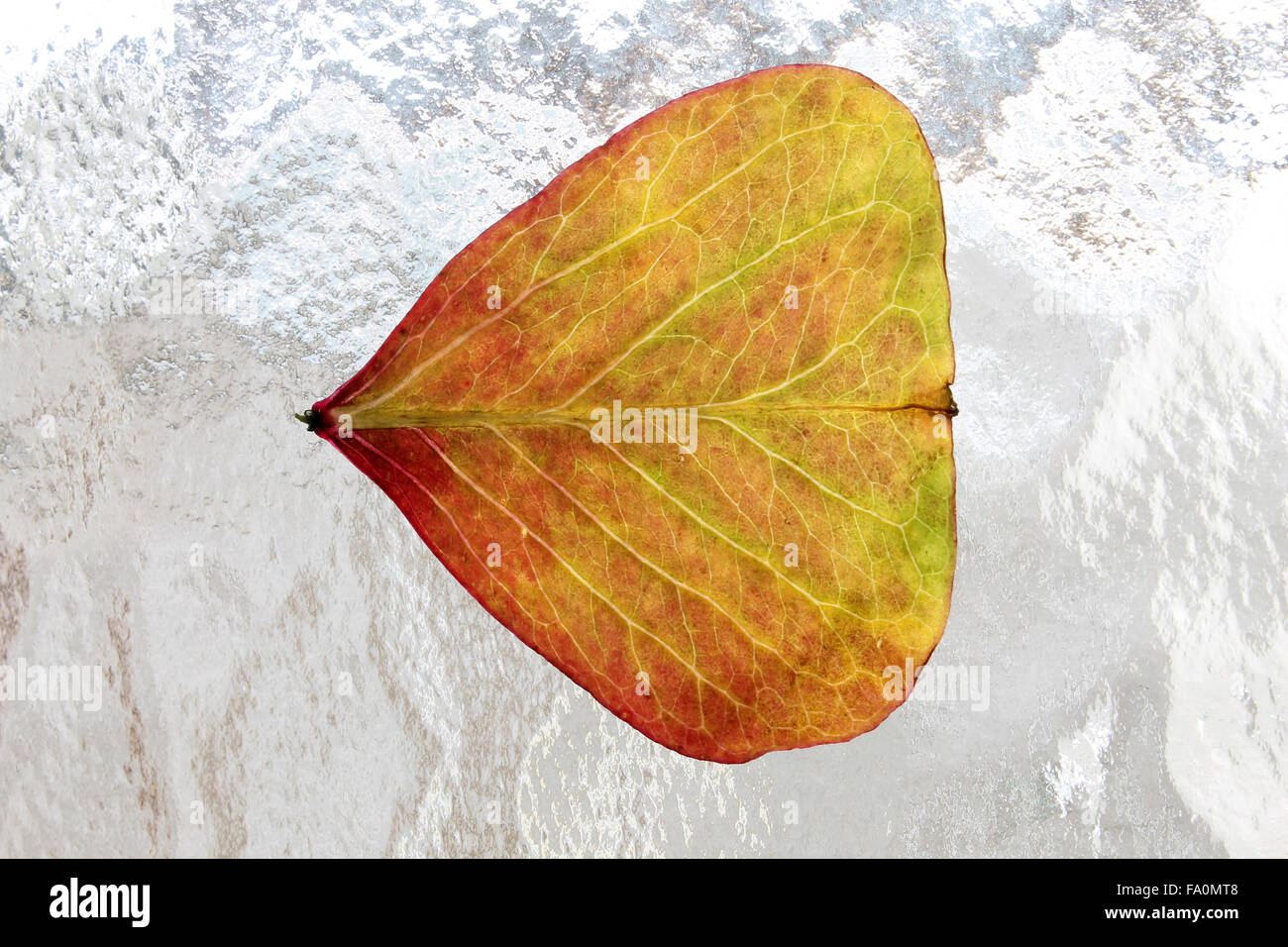 Shamrock plant leaves pictured on a frosted glass window. Stock Photo