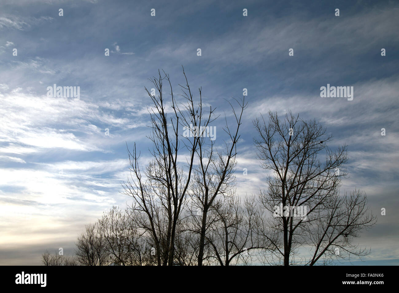 Silhouette of birds and trees against darkening skies Stock Photo
