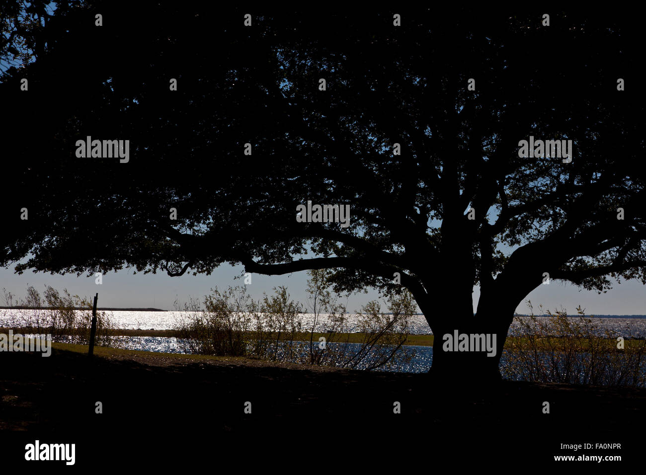 A large tree backlit by the blue sky by a water inlet Stock Photo - Alamy
