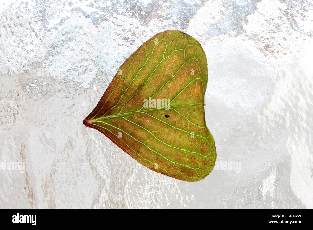 Coloured frosted glass hires stock photography and images Alamy