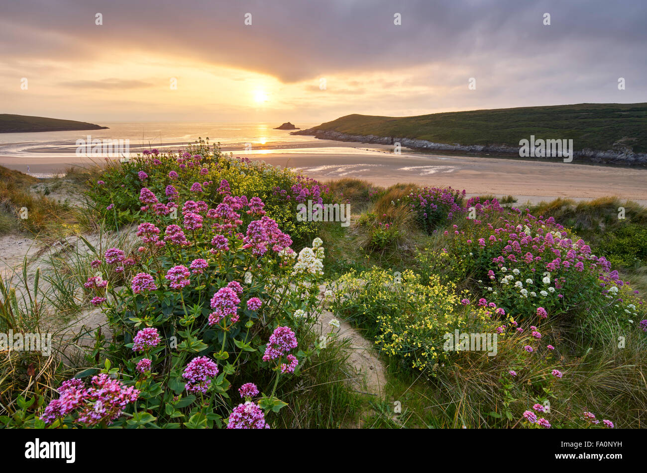 Wild flowers growing amongst the dunes at Crantock, Cornwall Stock Photo