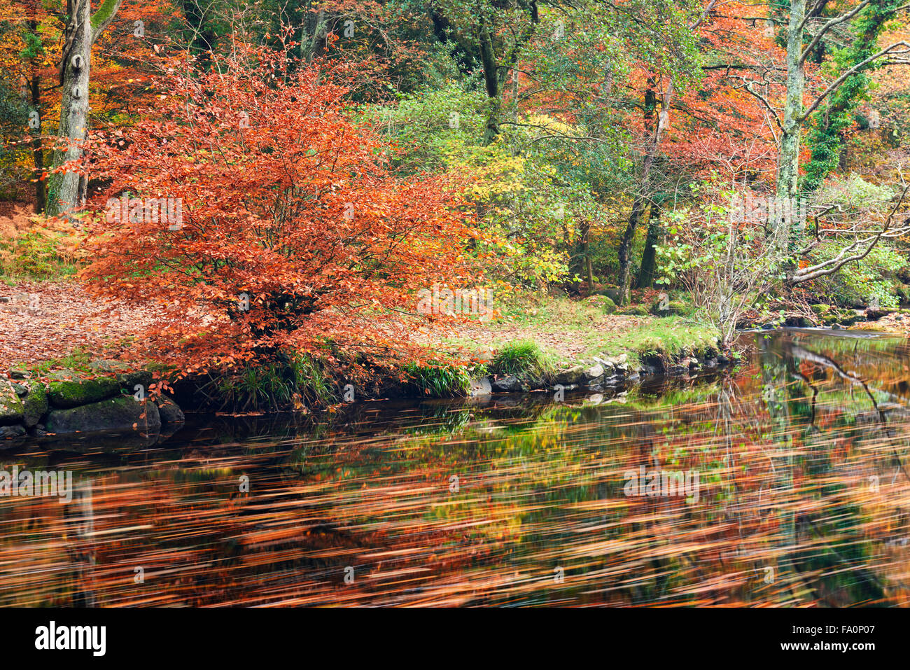 Fallen leaves flowing down the River Teign, Drewsteignton Stock Photo