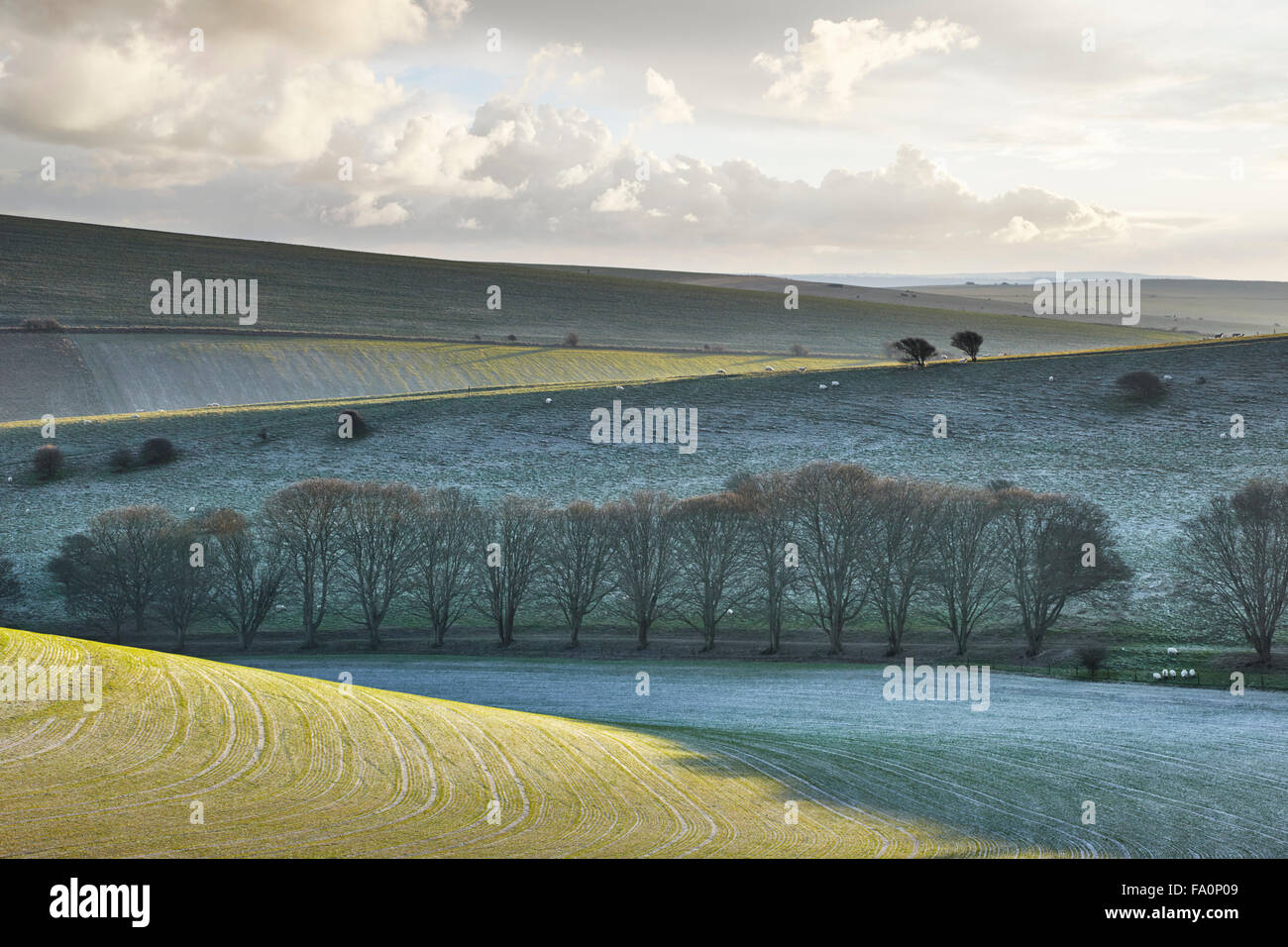 Frosty hillside, South Downs National Park near Woodingdean East Sussex Stock Photo