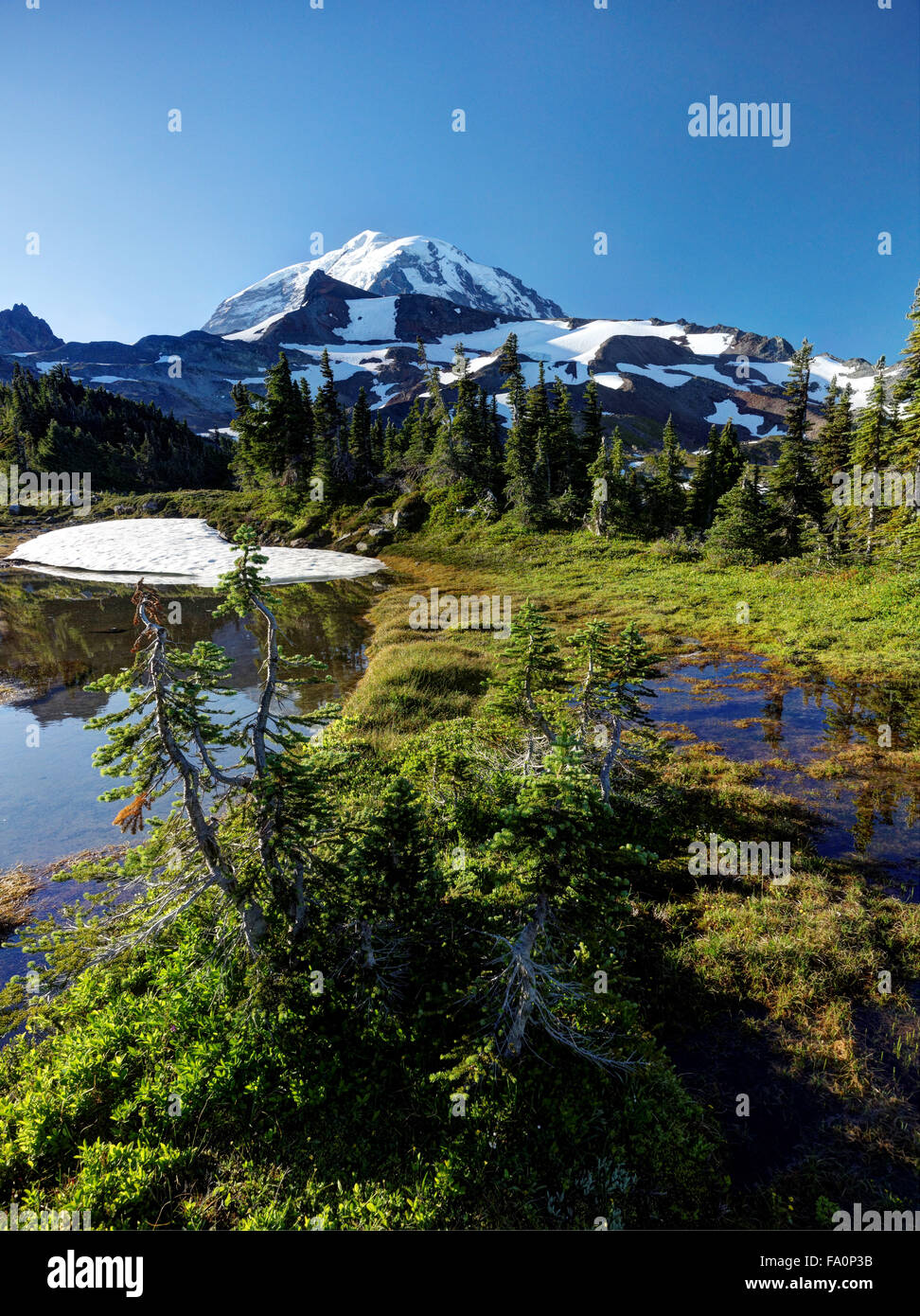Subalpine meadow with ponds, Spray Park, Mount Rainier National Park, Washington State, USA Stock Photo