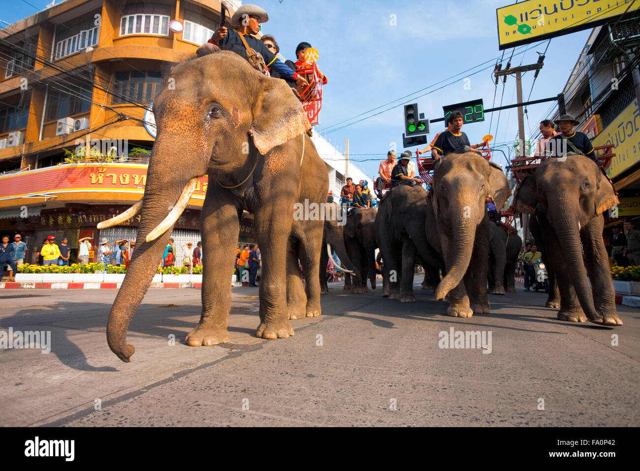 Herd of elephants and riding tourist passengers marching in downtown Surin during the annual Surin Elephant Roundup parade Stock Photo