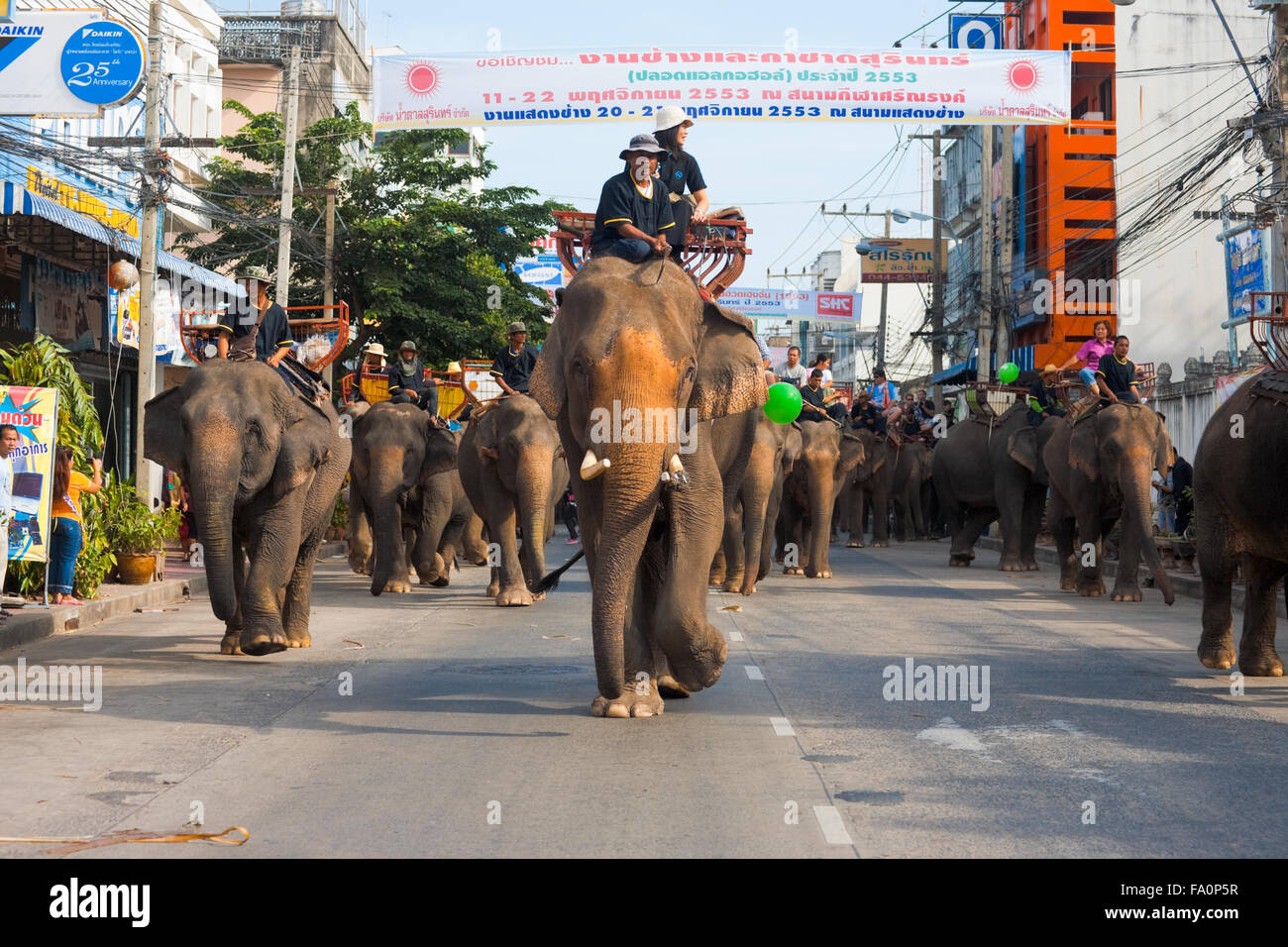 A large herd of elephants walking slowly down a downtwon street during the parade at the annual Surin Elephant Roundup Stock Photo