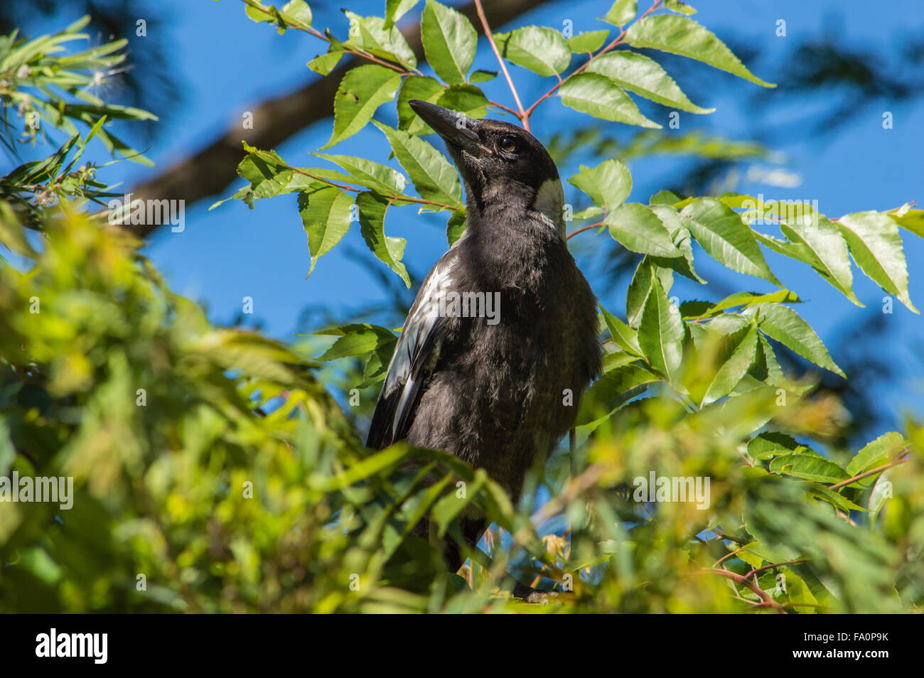 Cracticus tibicen.  A baby Magpie in a tree.  A Fledgling. Stock Photo