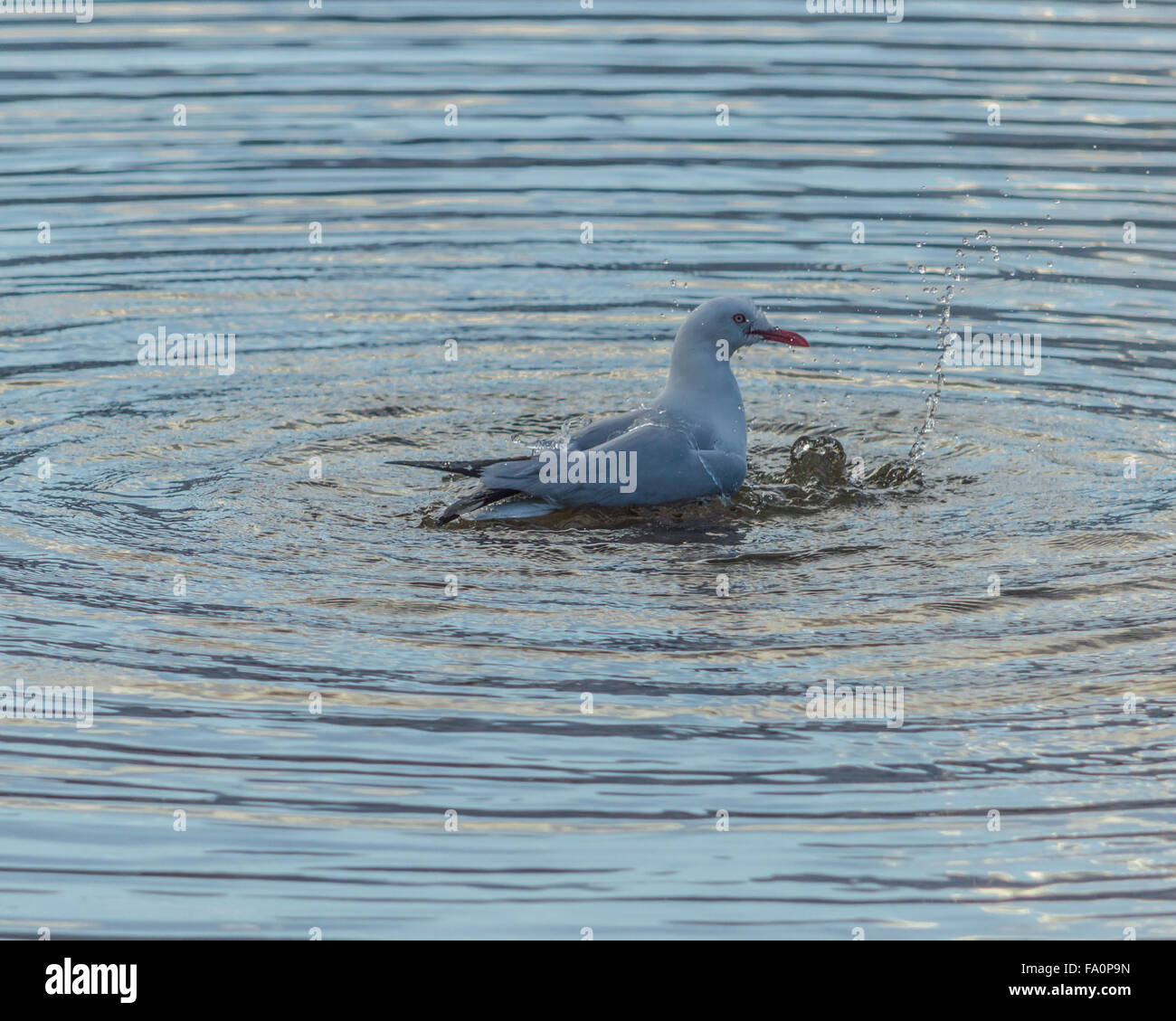 Seagull causing ripples by bathing in water Stock Photo