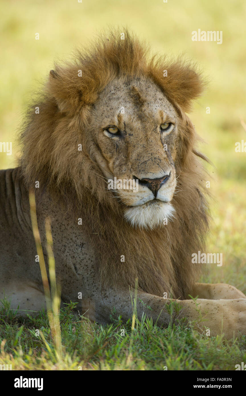 Lion (Panthero leo), Murchison Falls National Park, Uganda Stock Photo ...