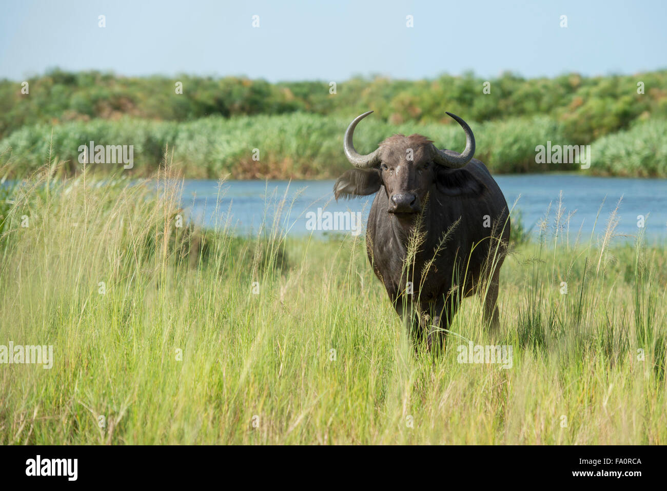 Buffalo (Syncerus caffer caffer) on the bank of the Nile River, Murchison  Falls National Park, Uganda Stock Photo - Alamy