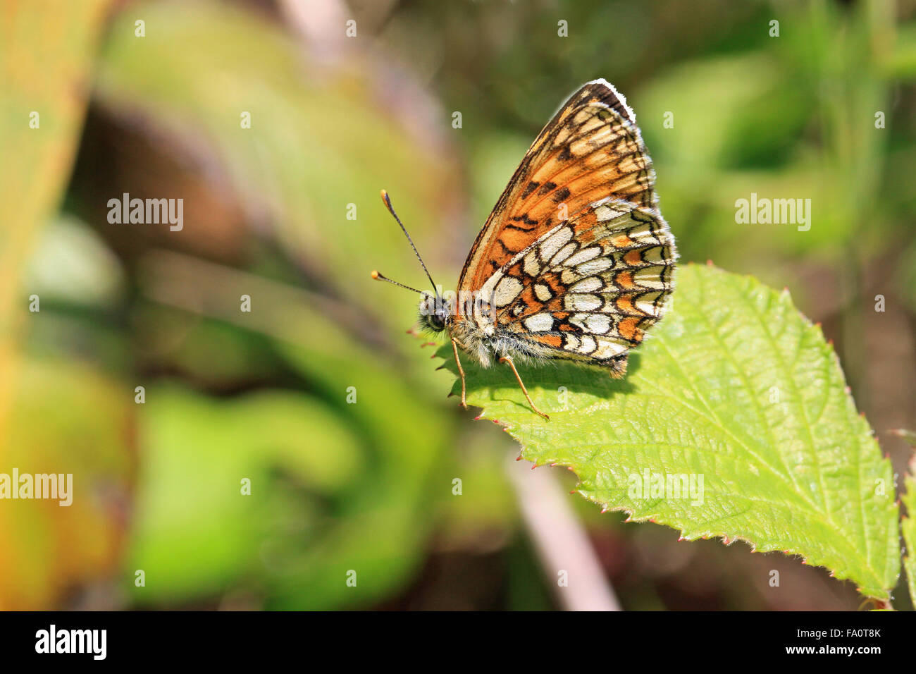 Heath Fritillary butterfly Mellicta uthalia in the RSPB owned nature reserve at Blean Woods near Canterbury in Kent England Stock Photo
