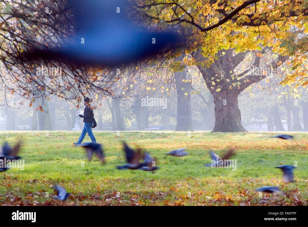 Pigeon, Trees and man in autumn Hyde Park London England United Kingdom Europe Stock Photo