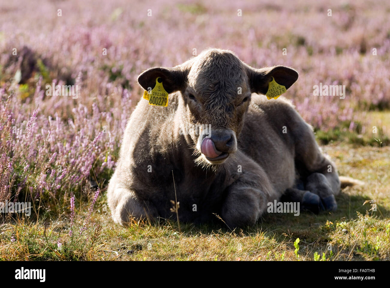 Cows in New Forest, Dorset, Great Britain, Europe Stock Photo