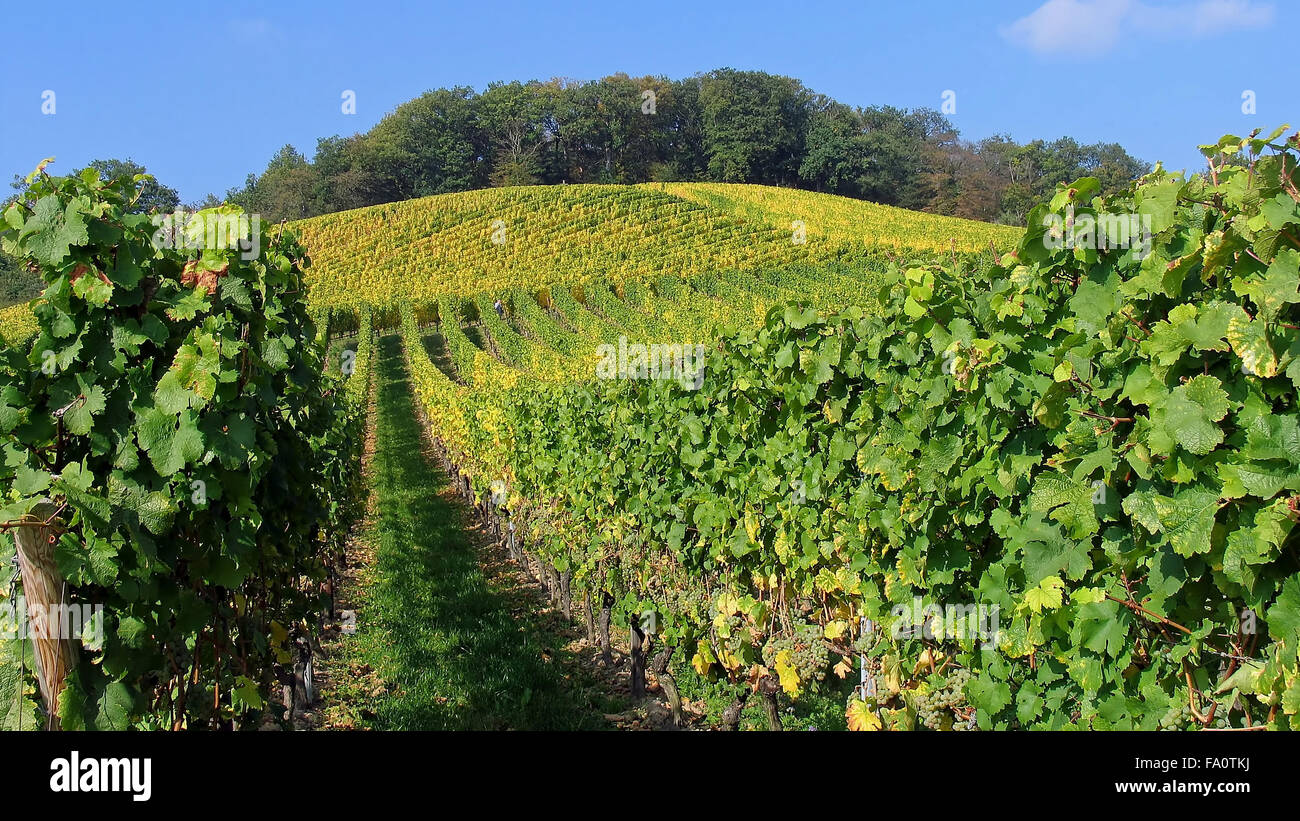 Vineyard in the Rhine valley, Rheinsteig, Hessen, Germany Stock Photo