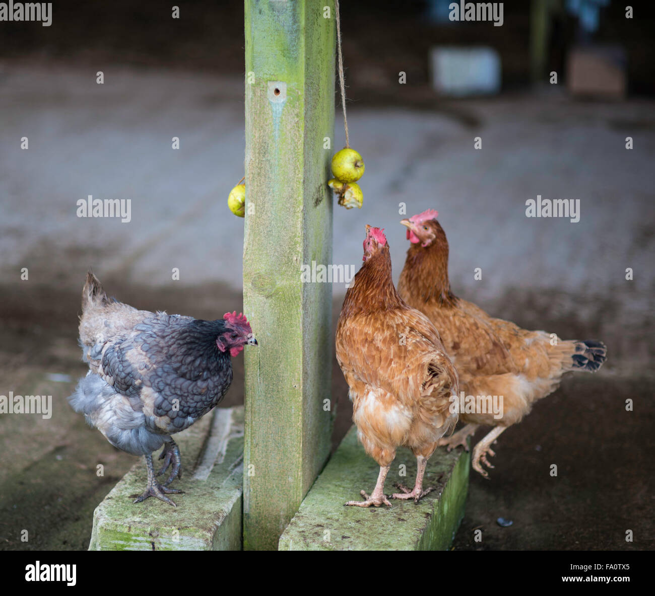 Free range chickens in a barn Stock Photo