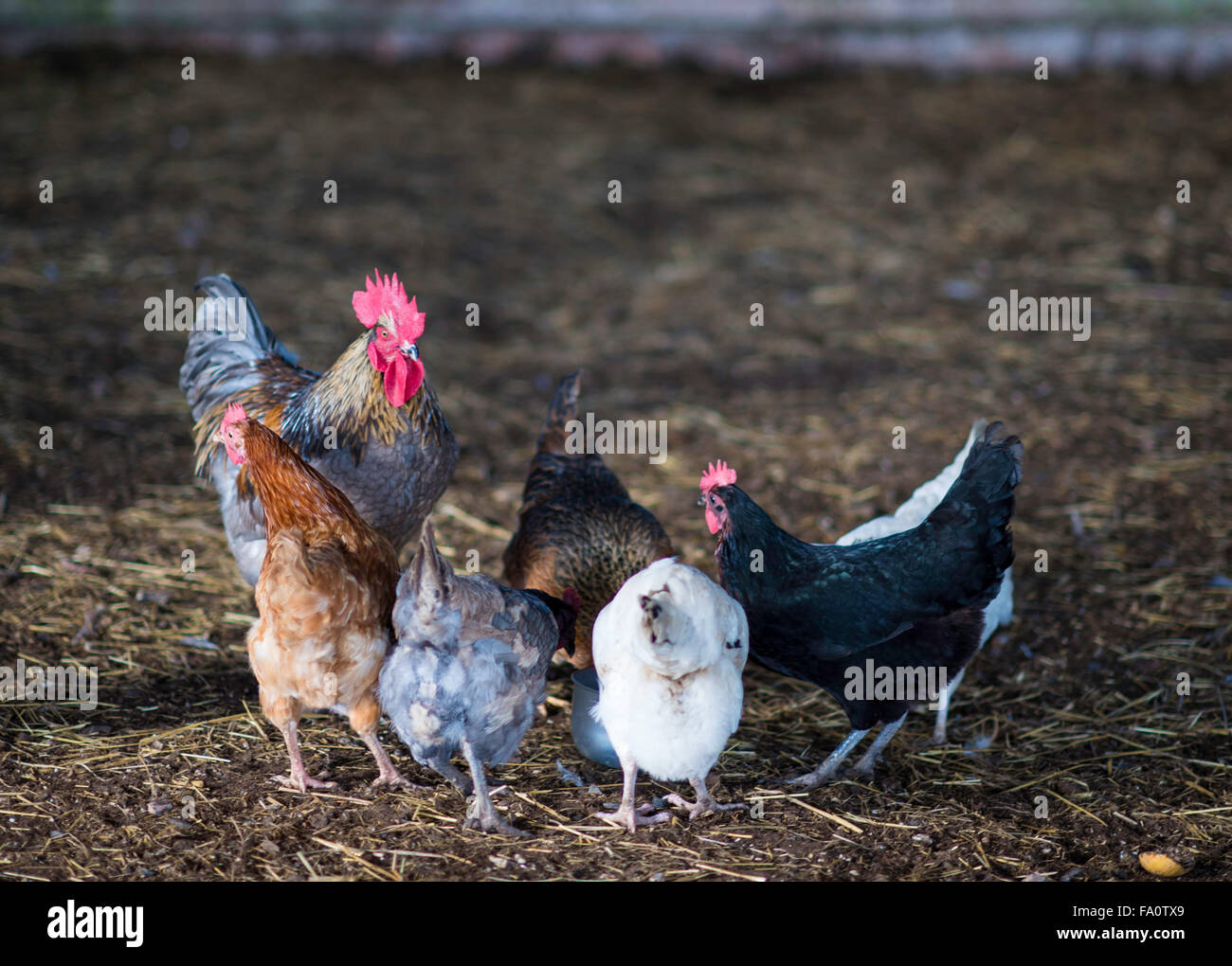 Free range chickens in a barn Stock Photo