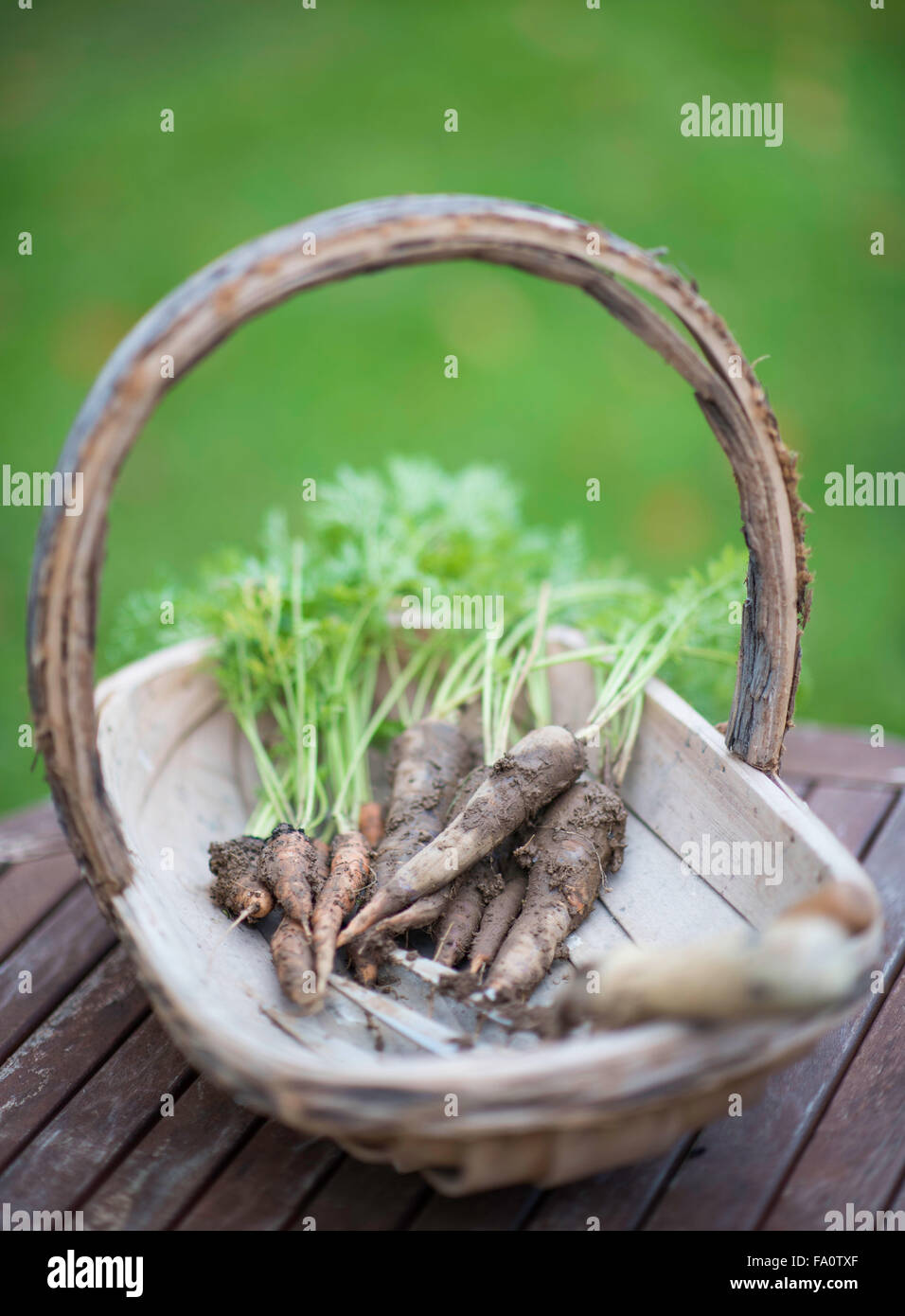 A basket with freshly picked carrots Stock Photo