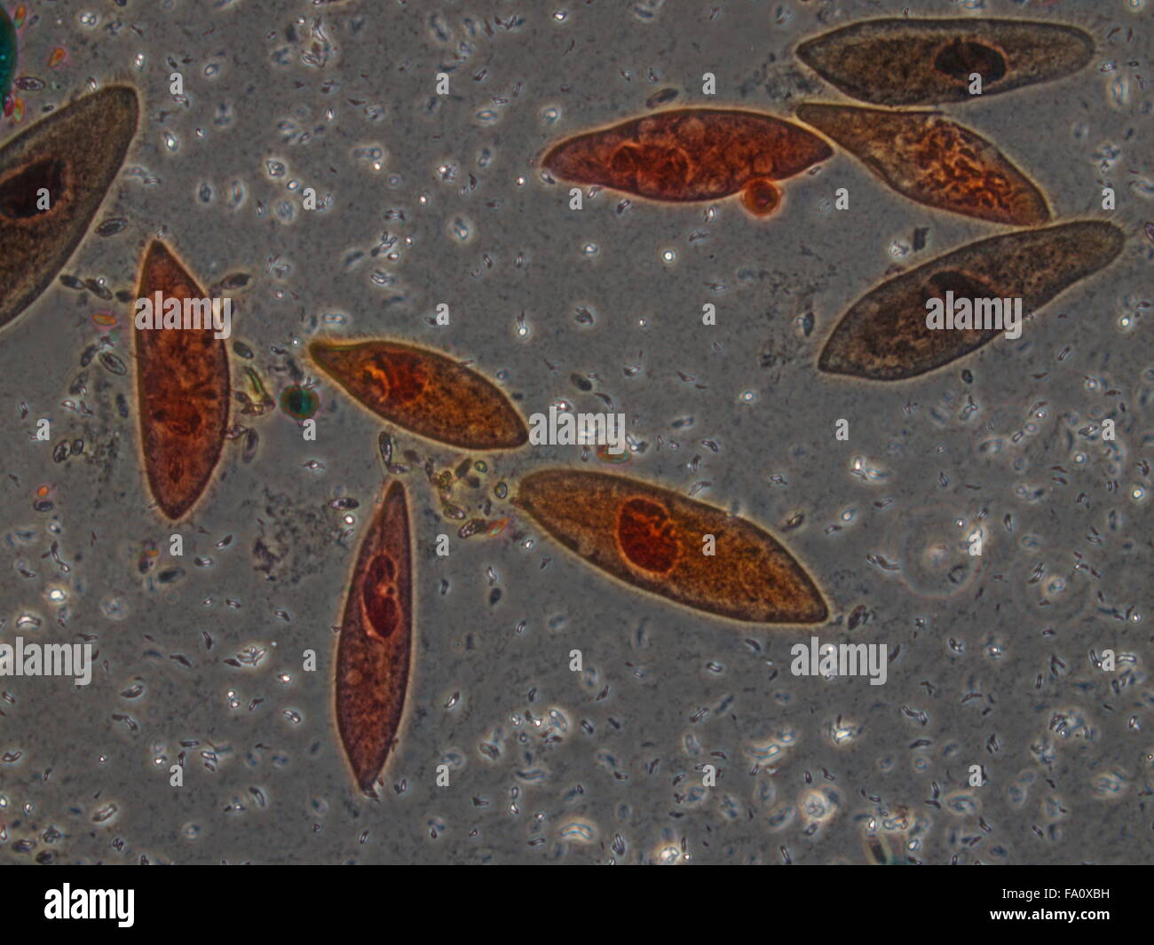 Biological sample cells and bacteria, plant, microb under microscopy ...