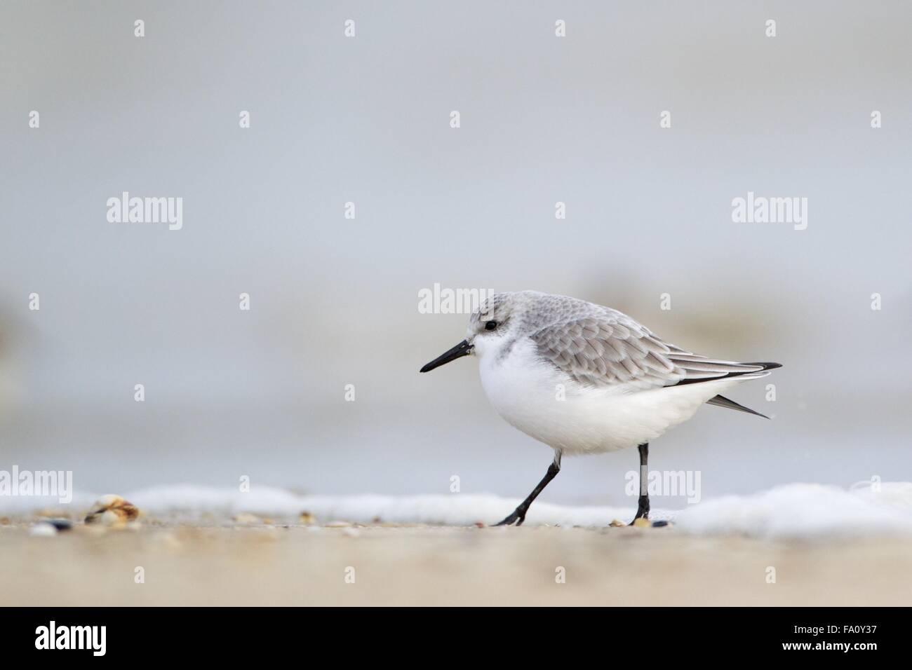 Winter plumage sanderling Stock Photo