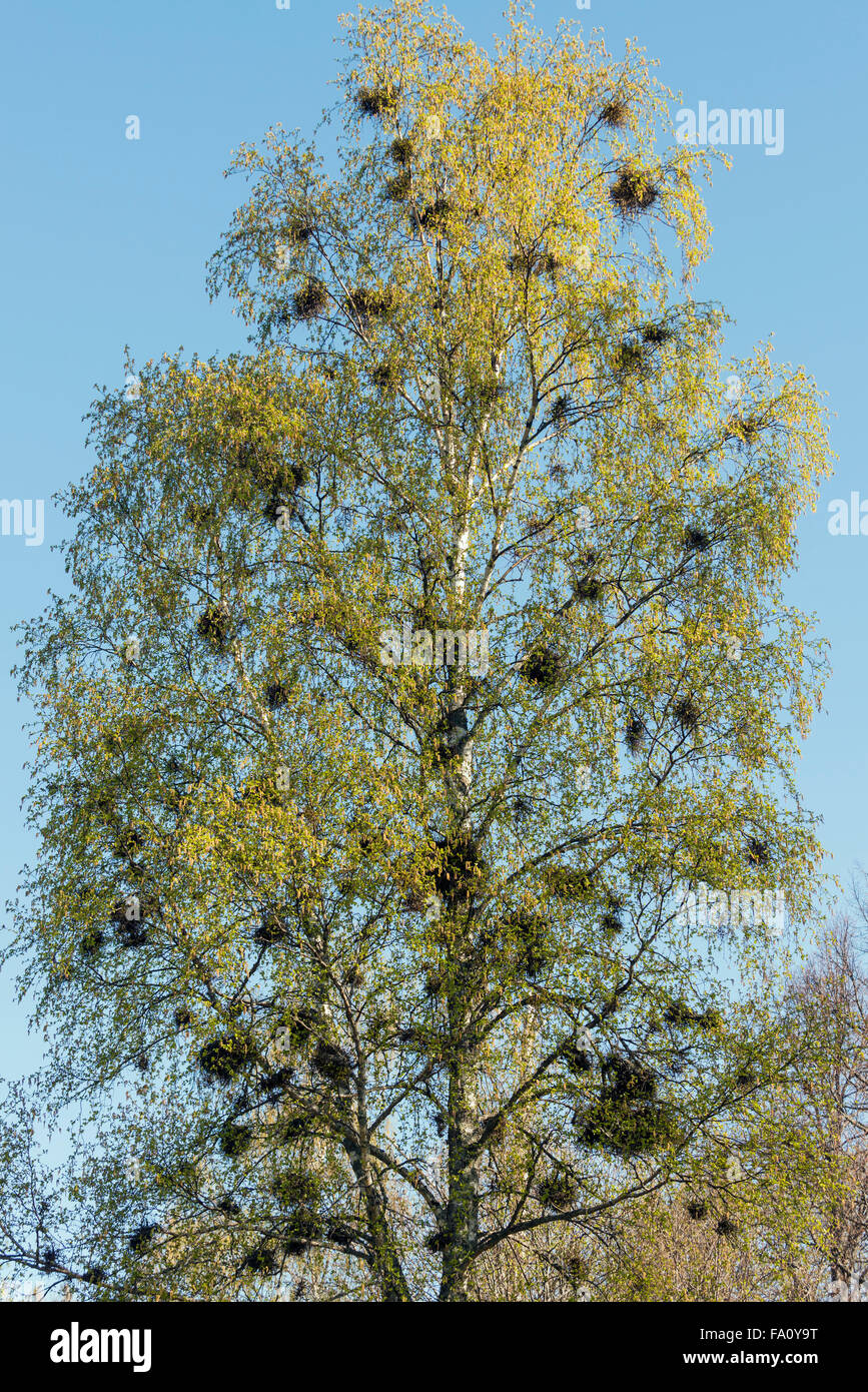 Birch with Witch's broom Stock Photo