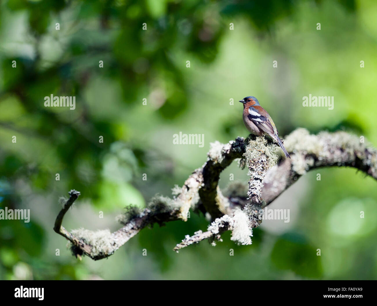 Chaffinch Stock Photo