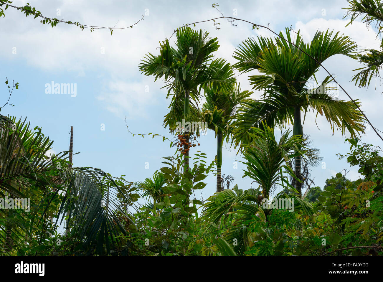 palm trees in the jungle Stock Photo Alamy