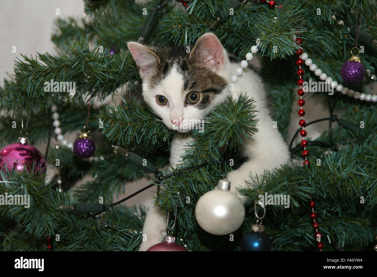 Young kitten playing in a Christmas tree on it's first Christmas. Stock Photo