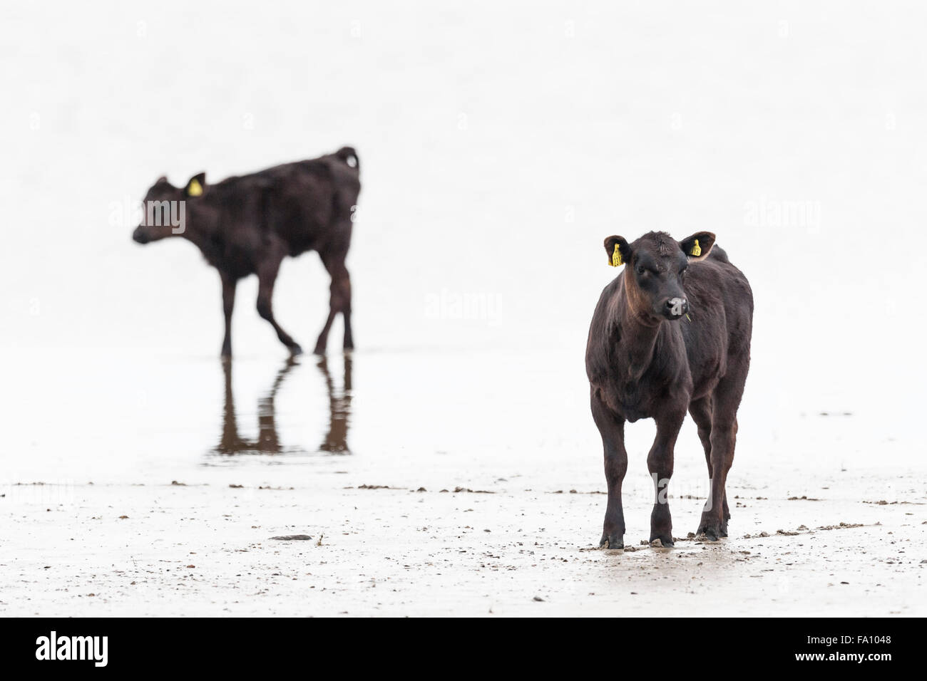 Cow cows cattle livestock hi-res stock photography and images - Alamy