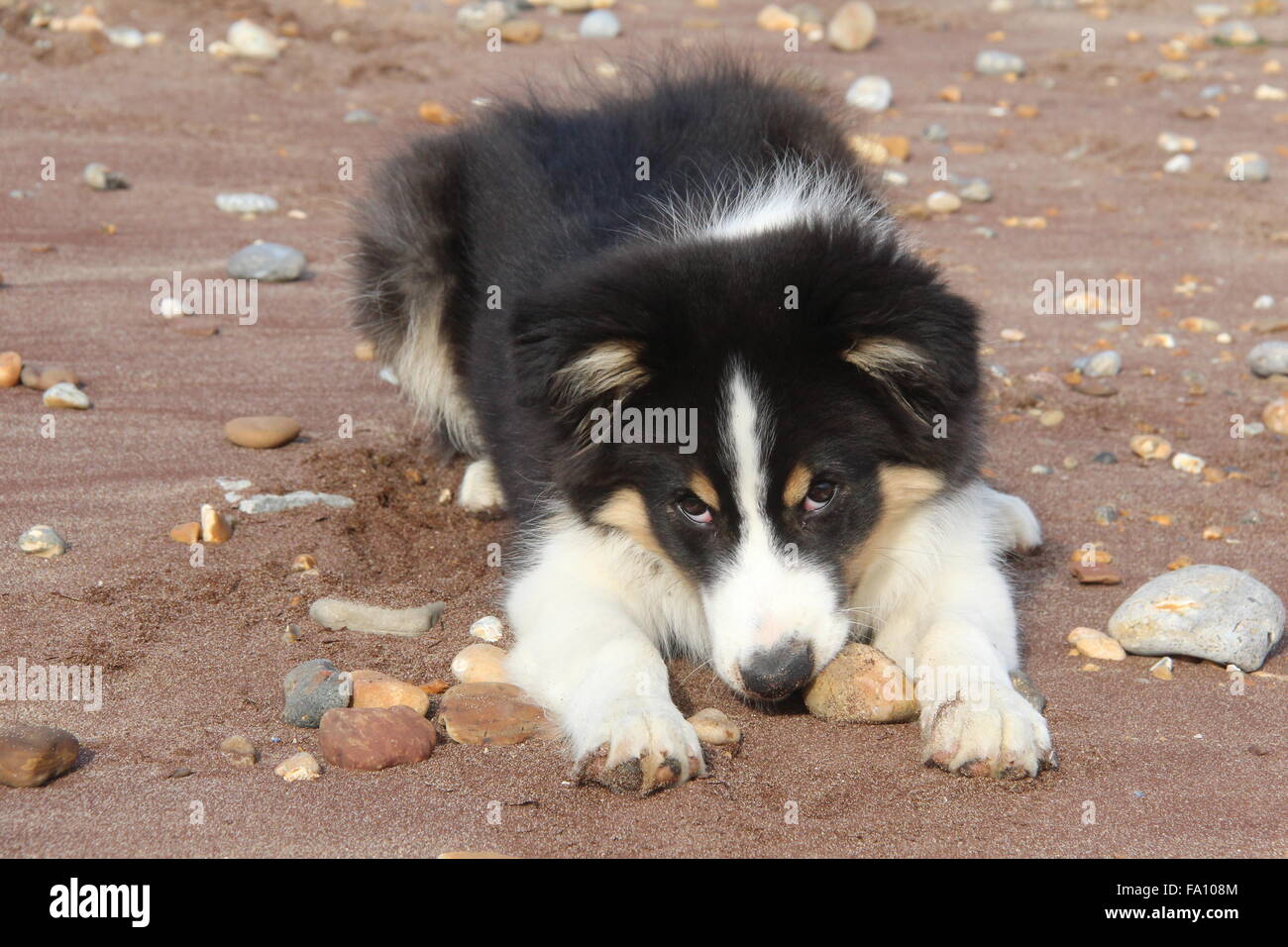 A bright picture of a cheeky-looking puppy Collie dog playing in the sand and stones on a beach Stock Photo