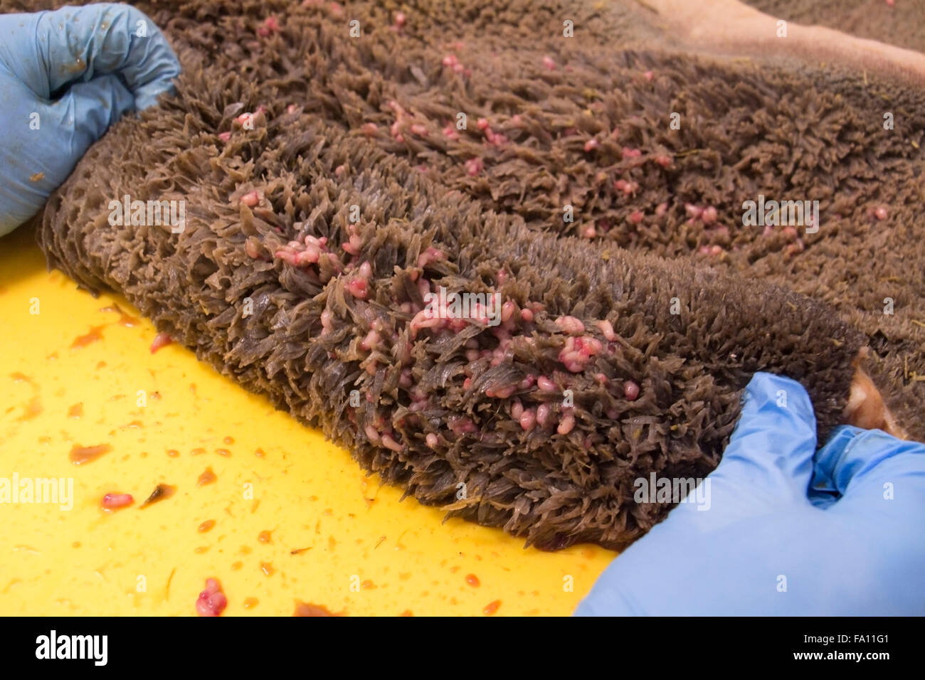 Fluke Parasite >> Host Of Fluke Parasite Stock Photos Host Of Fluke Parasite Fluke Parasite >> Host Of Fluke Parasite Stock Photos Host Of Fluke Parasite