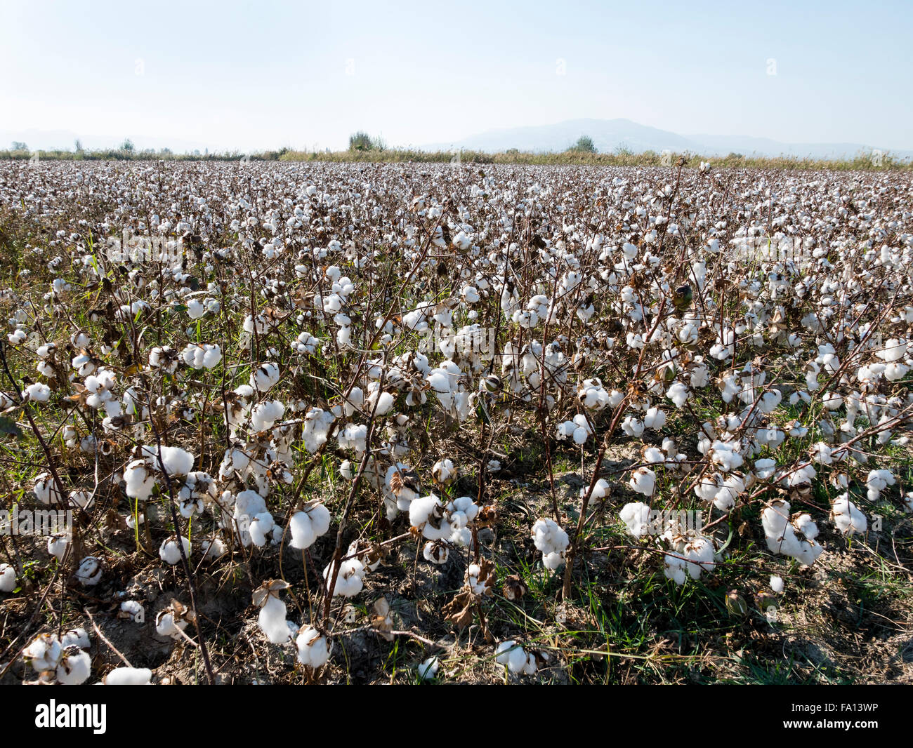 A field of cotton plants (Gossypium) ready for harvesting near Pammukale, Agean region, Turkey. Stock Photo