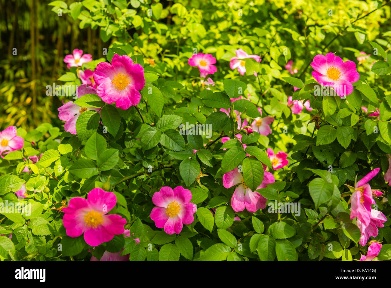 Bush of beautiful pink dog-roses in a garden. Horizontal shot Stock Photo