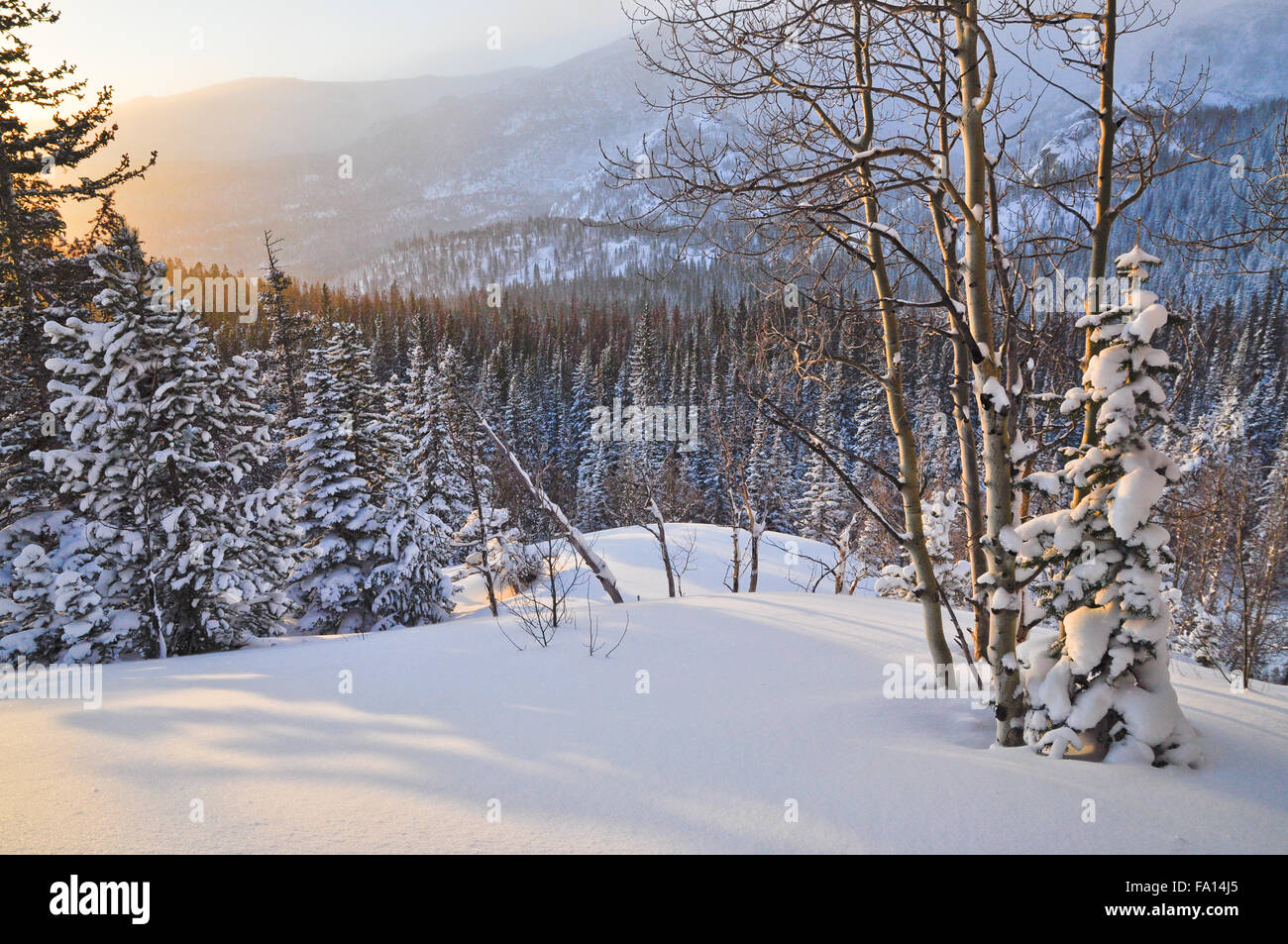 Early morning fresh snowfall in the Rocky Mountains. Stock Photo