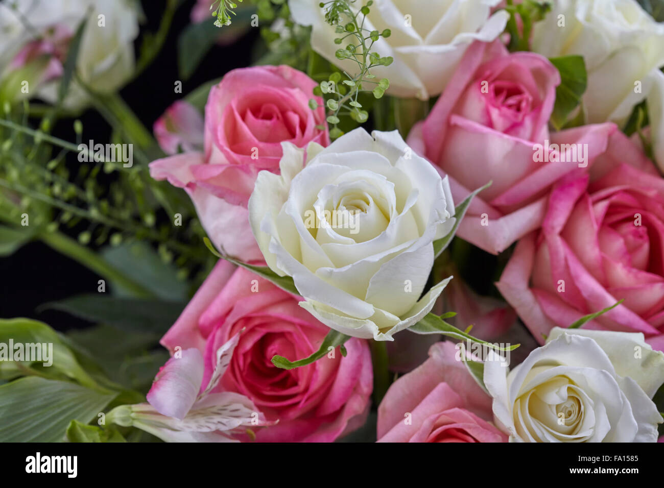 Pink white roses hi-res stock photography and images - Alamy
