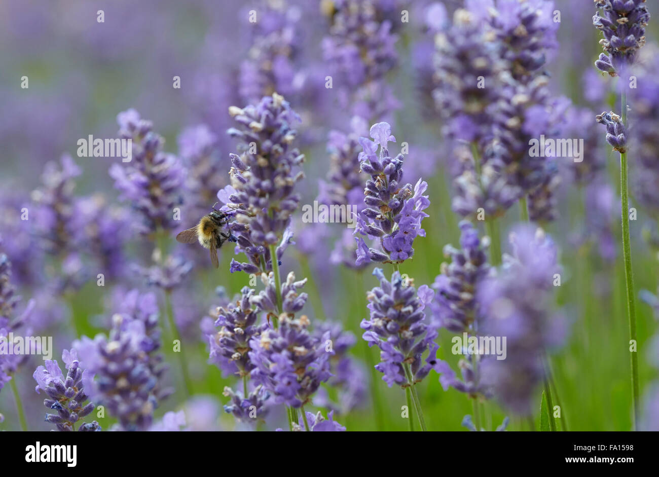 Lavender Flowering in an English country garden Stock Photo