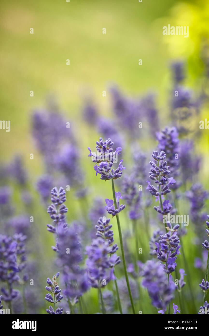 Lavender Flowering in an English country garden Stock Photo