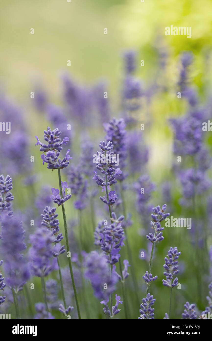 Lavender Flowering in an English country garden Stock Photo