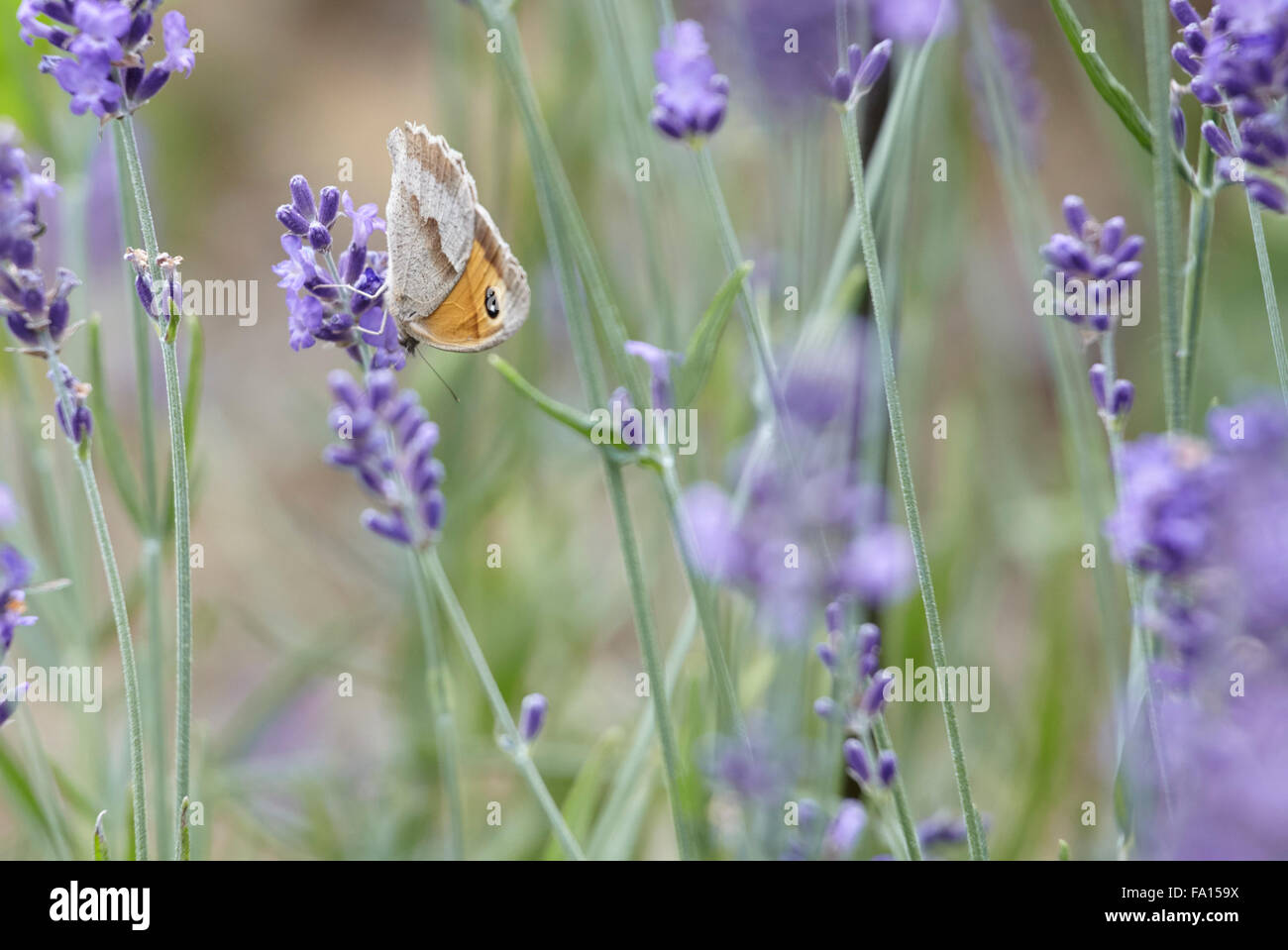 Lavender Flowering in an English country garden Stock Photo