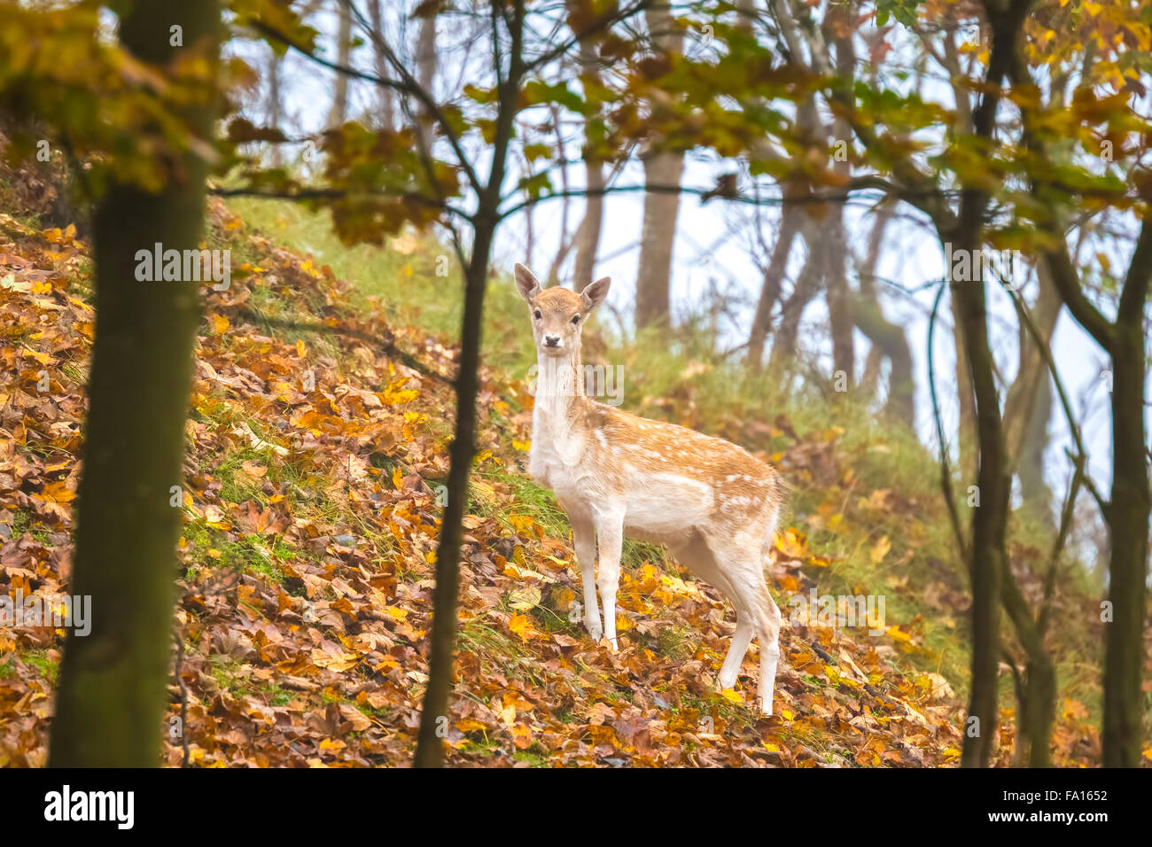 Fallow deer (Dama Dama) fawn in Autumn season. The Autumn fog and nature colors are clearly visible on the background. Stock Photo