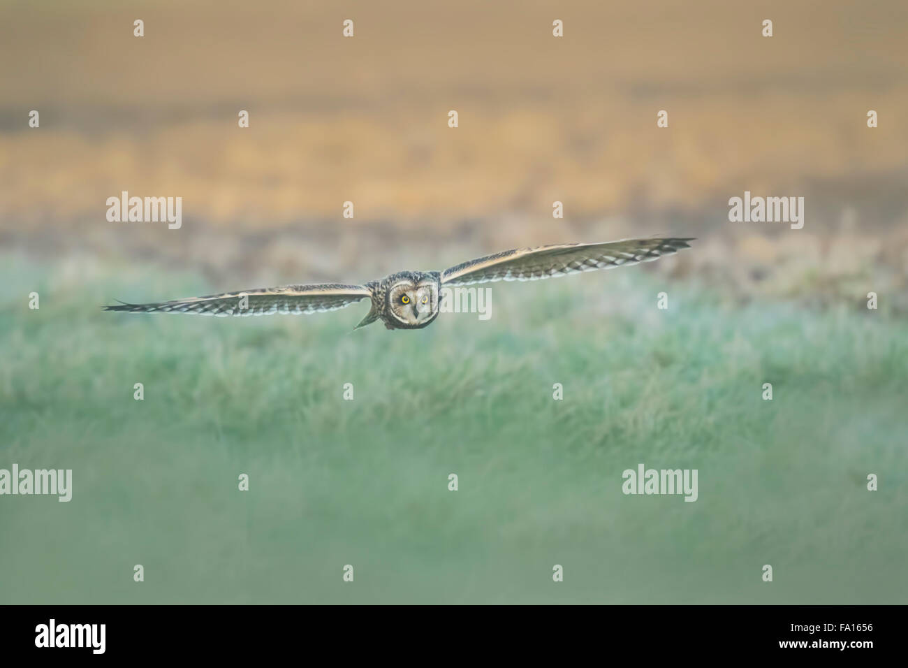 Short-eared Owl (Asio flammeus) hunting above a field during dusk in winter. Stock Photo