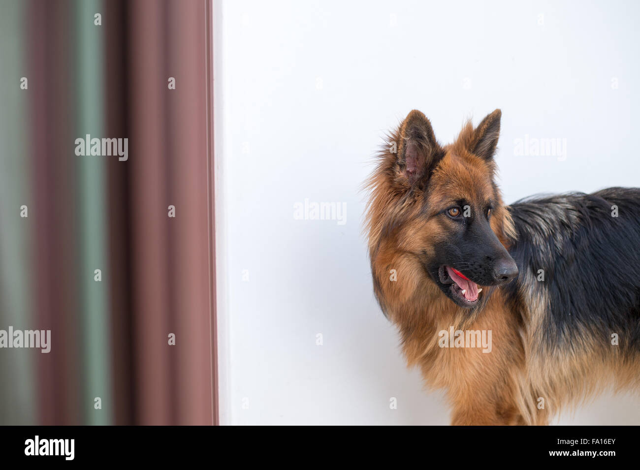 Portrait of german shepperd Stock Photo - Alamy