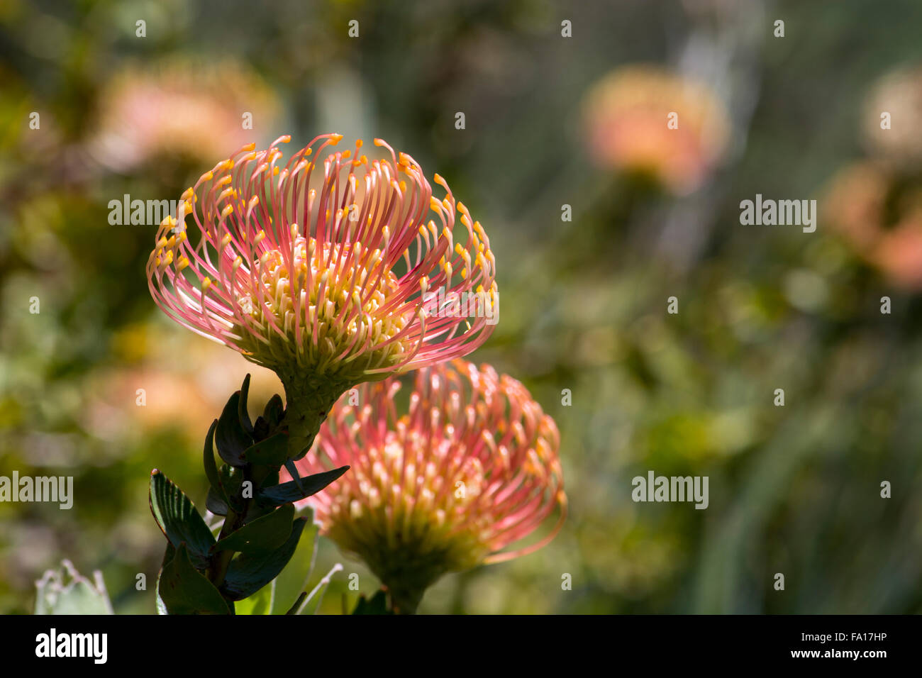 South Africa, Cape Town. Kirstenbosch Garden. Protea flowers, aka