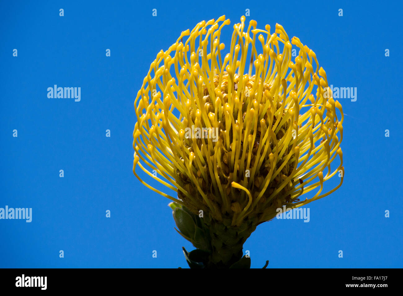 South Africa, Cape Town. Kirstenbosch Garden. Yellow protea flowers, aka pincushion flowers. Stock Photo